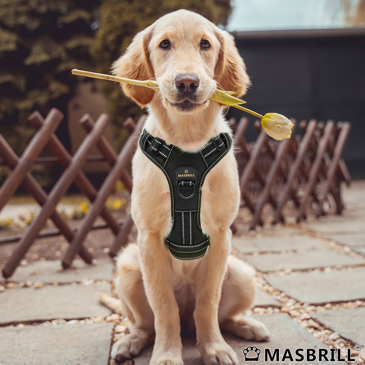 Masbrill_World's tweet photo. #Masbrill wishes everyone a happy Valentine's Day, this flower is dedicated to you in front of the screenπΉ
#dog #dogs #doglover #dogtoys #dogtoysgalore #doglife #dogsofinstagram #dogloversofinstagram #dogstagram #dogsoffacebook #furbaby #couples #gift #surprise #ValentineDay https://t.co/TzKE1wjAqe