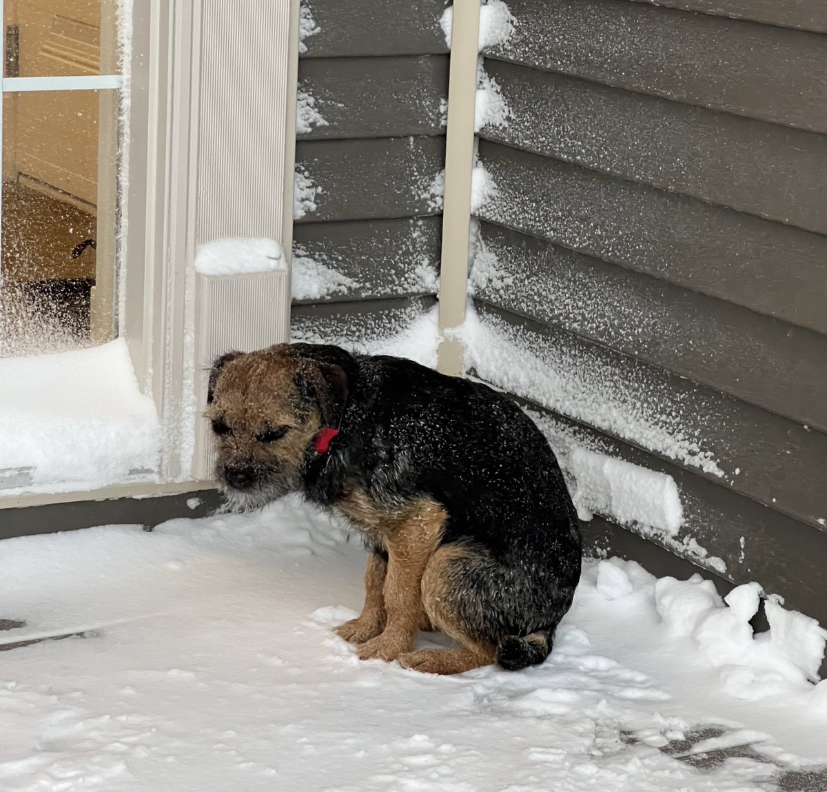 gavatron's tweet photo. Attempt no. 2, and @BestKindBetty’s still not having any of it. After this, we got her coat on and made our way over the drifts in the driveway and out for a quick walk down the road. 1/2 “objectives” completed. https://t.co/ownPNeiEoS