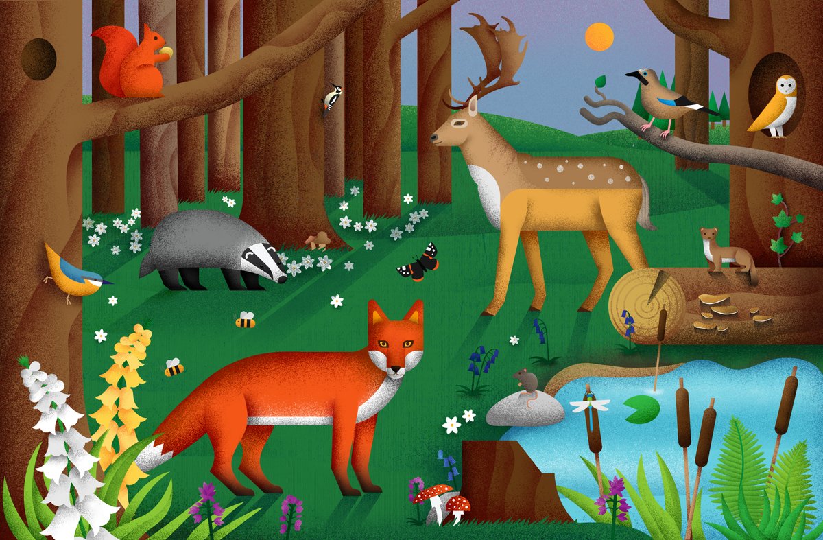 Woodland
#nature #wildlife #illustration