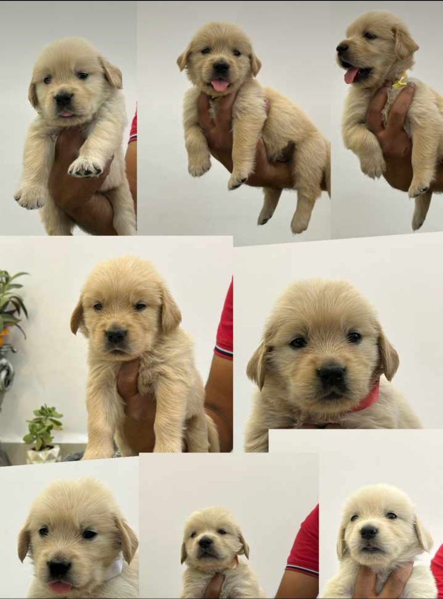 jagadeeshlpawar's tweet photo. Golden retriever puppies are open for Pre Booking in Bengaluru, Hyderabad. These are bred in home and are pure breed. Not under any breeder so quality of puppies are so good. Deworming, Vaccination done. KCI registered papers will be provided. 

DM for further details. https://t.co/DpTnjUT497