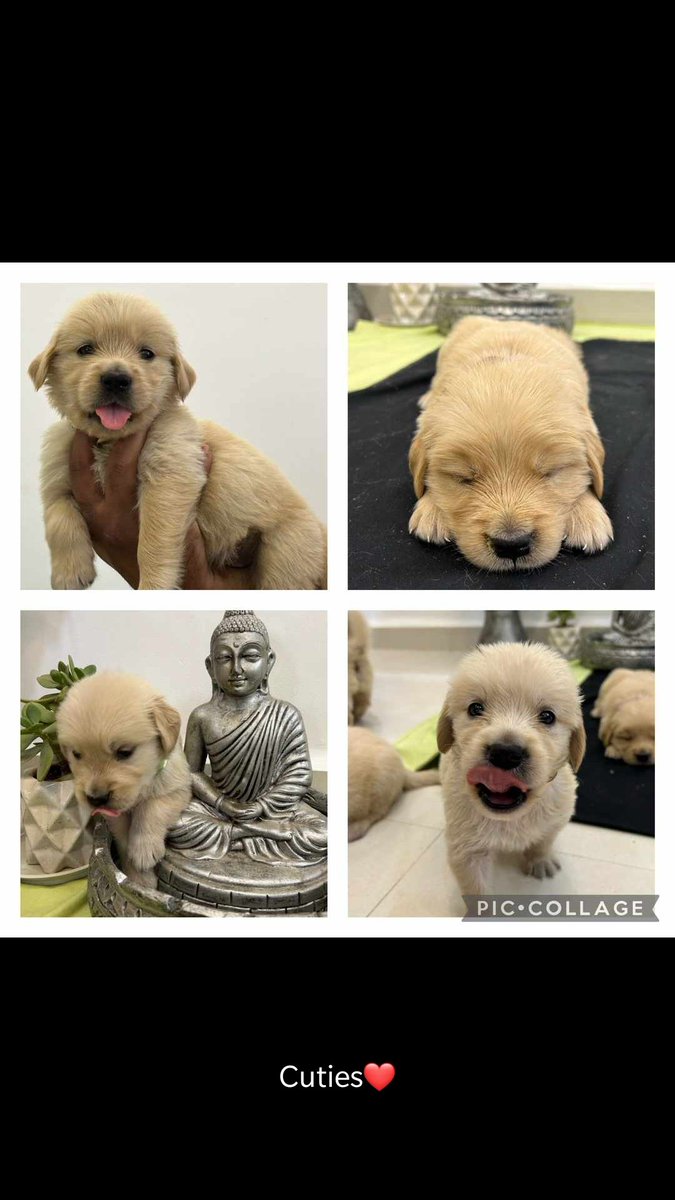 jagadeeshlpawar's tweet photo. Golden retriever puppies are open for Pre Booking in Bengaluru, Hyderabad. These are bred in home and are pure breed. Not under any breeder so quality of puppies are so good. Deworming, Vaccination done. KCI registered papers will be provided. 

DM for further details. https://t.co/DpTnjUT497