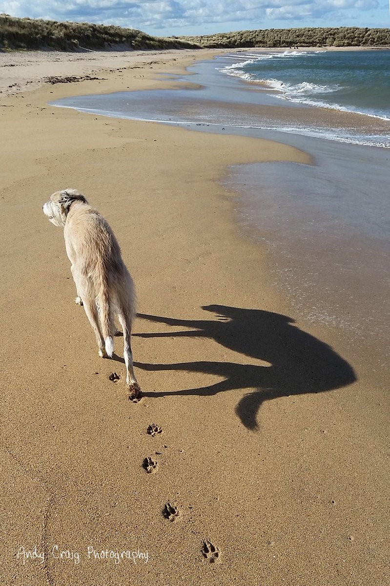 “What is your perfect morning walk?” asked the man. “I like to do my own thing but I like to know that you’re never far away.” replied the dog.

And so they walked along the sand.  Together, but both free to think their own thoughts. ❤️
.
#love #ValentinesDay2023  #ValentinesDay
