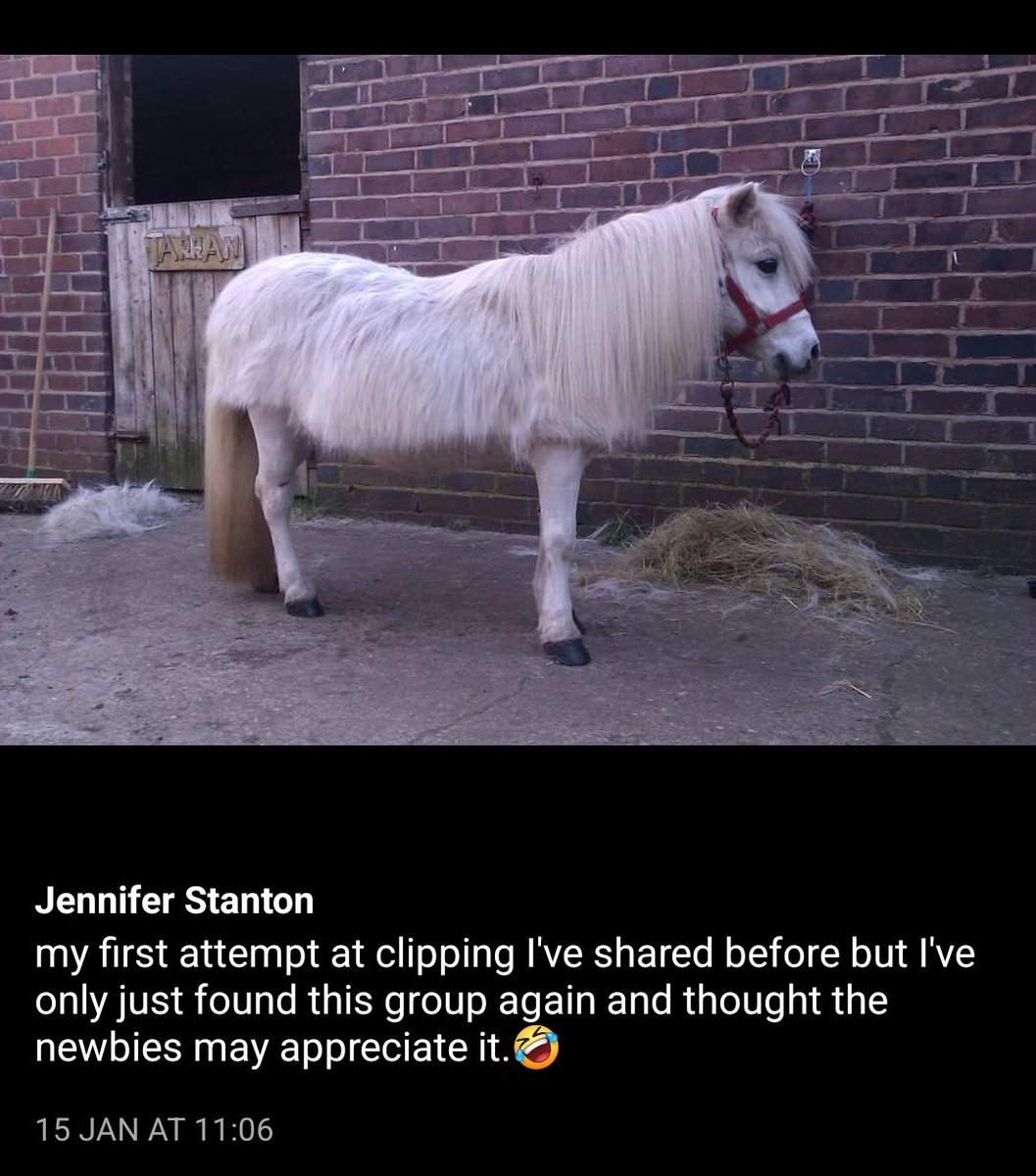 Is it a goat?? 🤣 Shiteventersunite 3 on fb. Help.us find our lost 240k people after the Zucc!!! #seu #Shiteventersunite #worldhorsewelfare #calenders2023 #raisingmoney #charitywork #horseylaughs