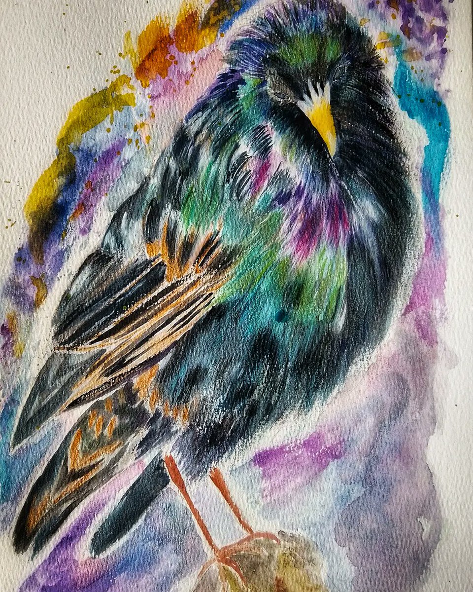 MogRagga's tweet photo. As I popped on here today thought I might as well share this piece of a starling, soon to be looking for a new home.
If you want a splash of colour, he's your chap.
#MHHSBD #Starlings #BirdTwitter #indieartist #originalart #wildlife https://t.co/nZj2YXVYg1