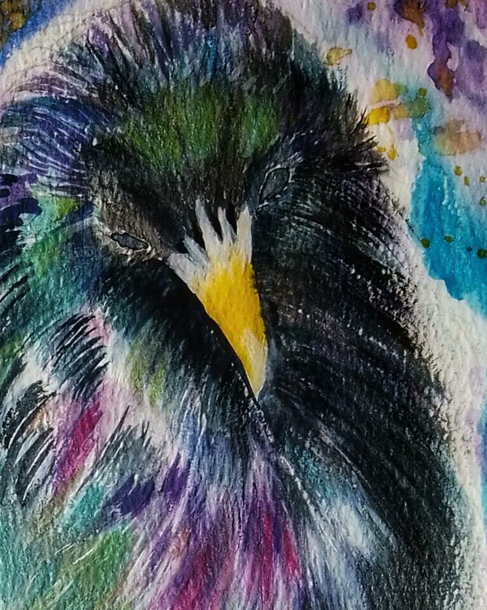 MogRagga's tweet photo. As I popped on here today thought I might as well share this piece of a starling, soon to be looking for a new home.
If you want a splash of colour, he's your chap.
#MHHSBD #Starlings #BirdTwitter #indieartist #originalart #wildlife https://t.co/nZj2YXVYg1