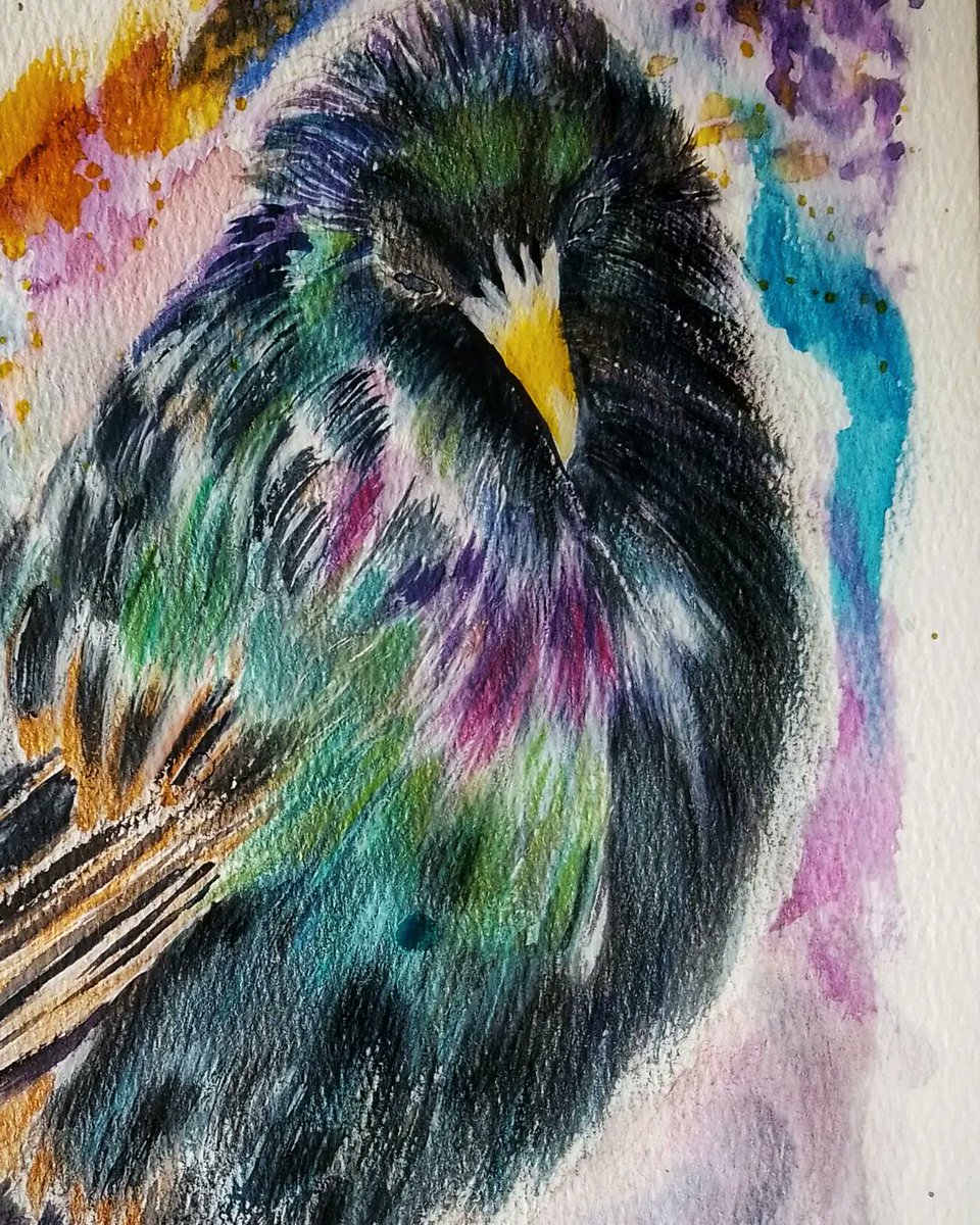 MogRagga's tweet photo. As I popped on here today thought I might as well share this piece of a starling, soon to be looking for a new home.
If you want a splash of colour, he's your chap.
#MHHSBD #Starlings #BirdTwitter #indieartist #originalart #wildlife https://t.co/nZj2YXVYg1