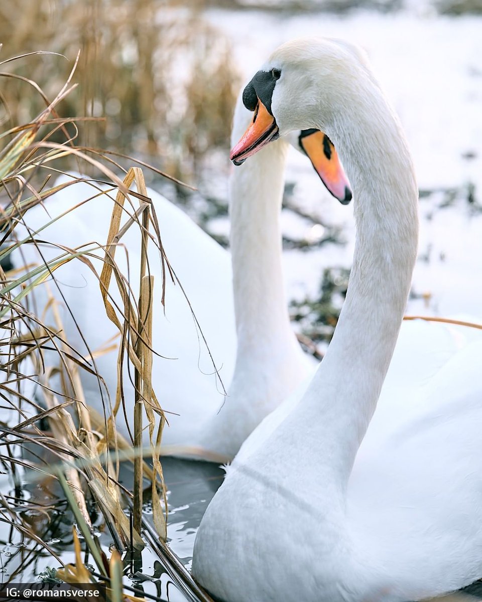 ucddublin's tweet photo. 😘 𝐻𝒶𝓅𝓅𝓎 𝒱𝒶𝓁𝑒𝓃𝓉𝒾𝓃𝑒'𝓈 𝒟𝒶𝓎 (𝓅𝓁𝑒𝒶𝓈𝑒 𝒹𝑜 𝓃𝑜𝓉 𝓀𝒾𝓈𝓈 𝓉𝒽𝑒 𝓈𝓌𝒶𝓃𝓈) https://t.co/JUrhmpE2mY