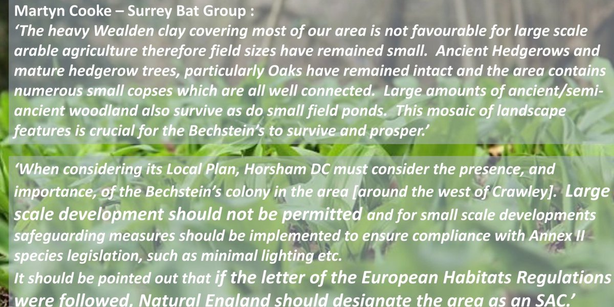 PaulTaylorBurr1's tweet photo. Save our @Bechsteinbats #SaveWestOfIfield below is an excerpt of what habitat the Bechstein bat needs & what @HomesEngland development would destroy. Bechstein bats r internationally significant & must b saved @_BCT_ @MeganMcCubbin @ChrisGPackham https://t.co/aTI876FTqm