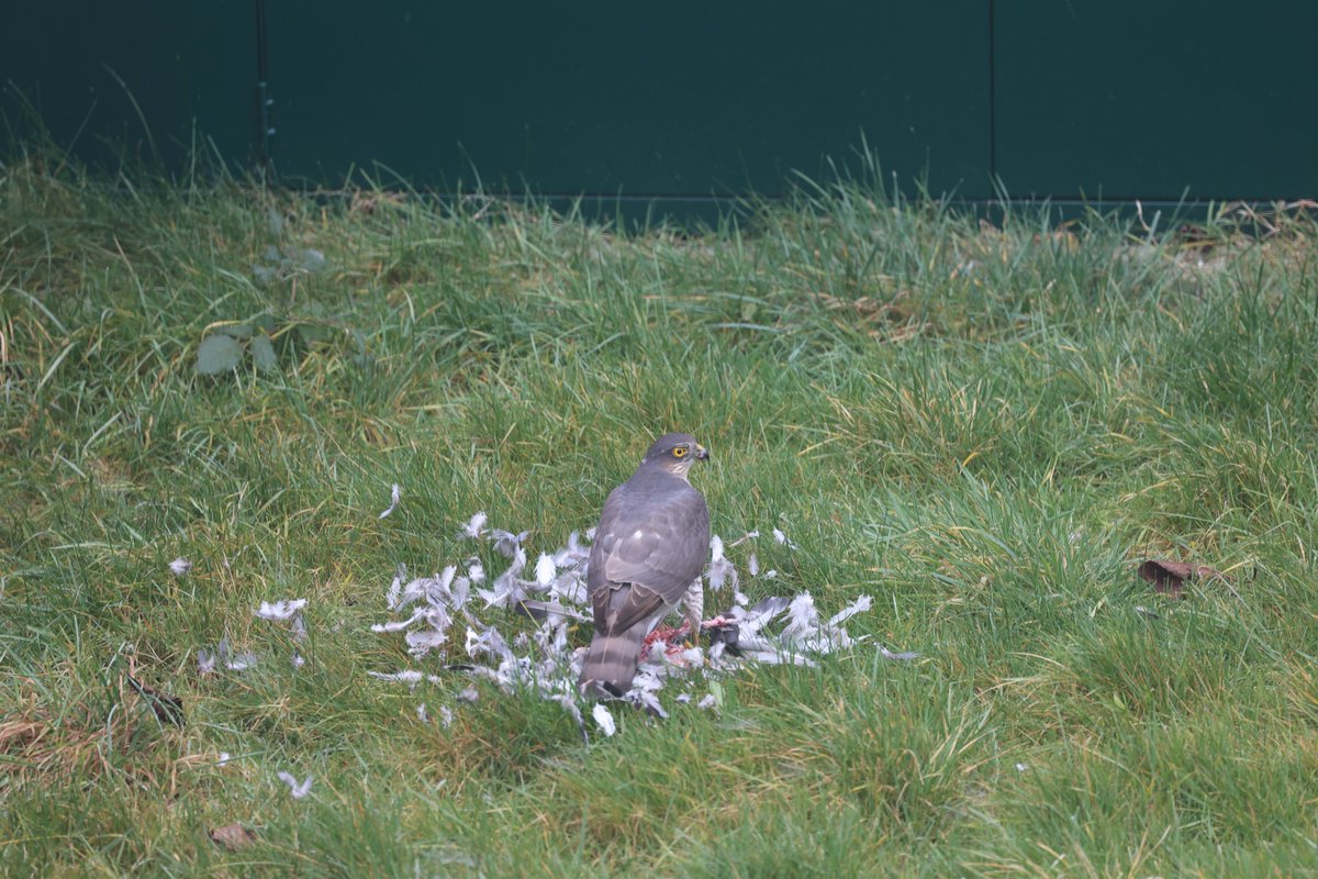 gardron's tweet image. The view out my window this morning was different from other mornings.
