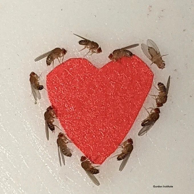Fruit flies under the microscope around a heart made of masking tape.