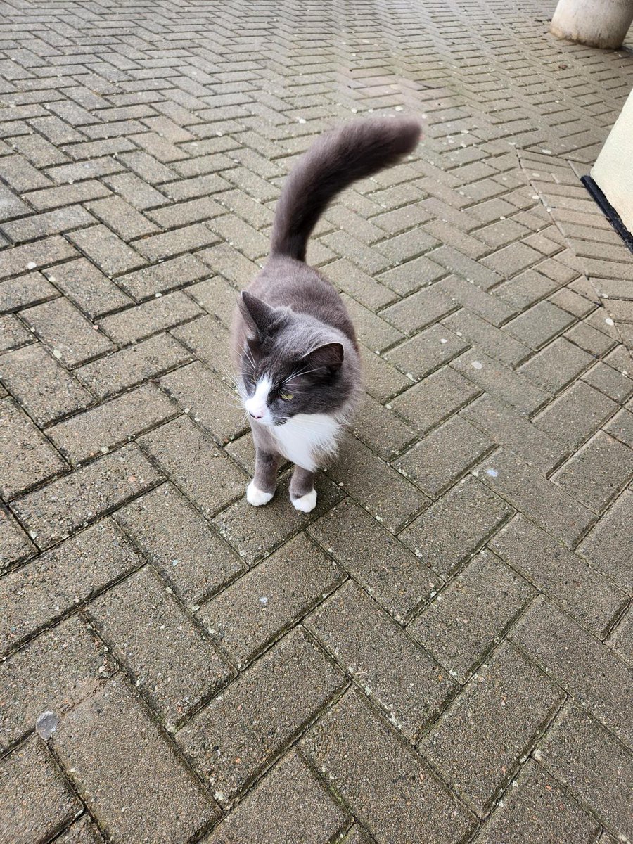 Anyone missing this beautiful super friendly cat who walked into Engineering @MaynoothUni this morning. Please share so we can help reunite him with his owners. @MUBookshop @MaynoothUni #maynooth @maynoothsu