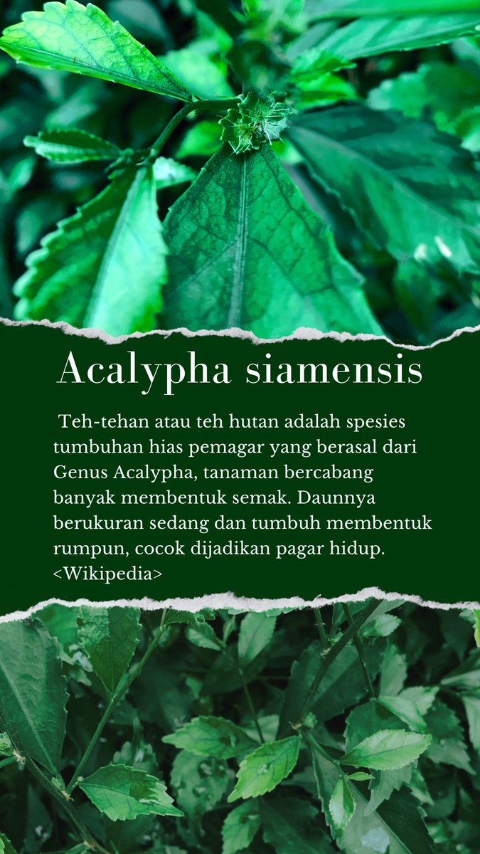 iloveabror's tweet image. Awas je kau jadi pagar makan tanaman 👻

#nature #acalypha #green #tea