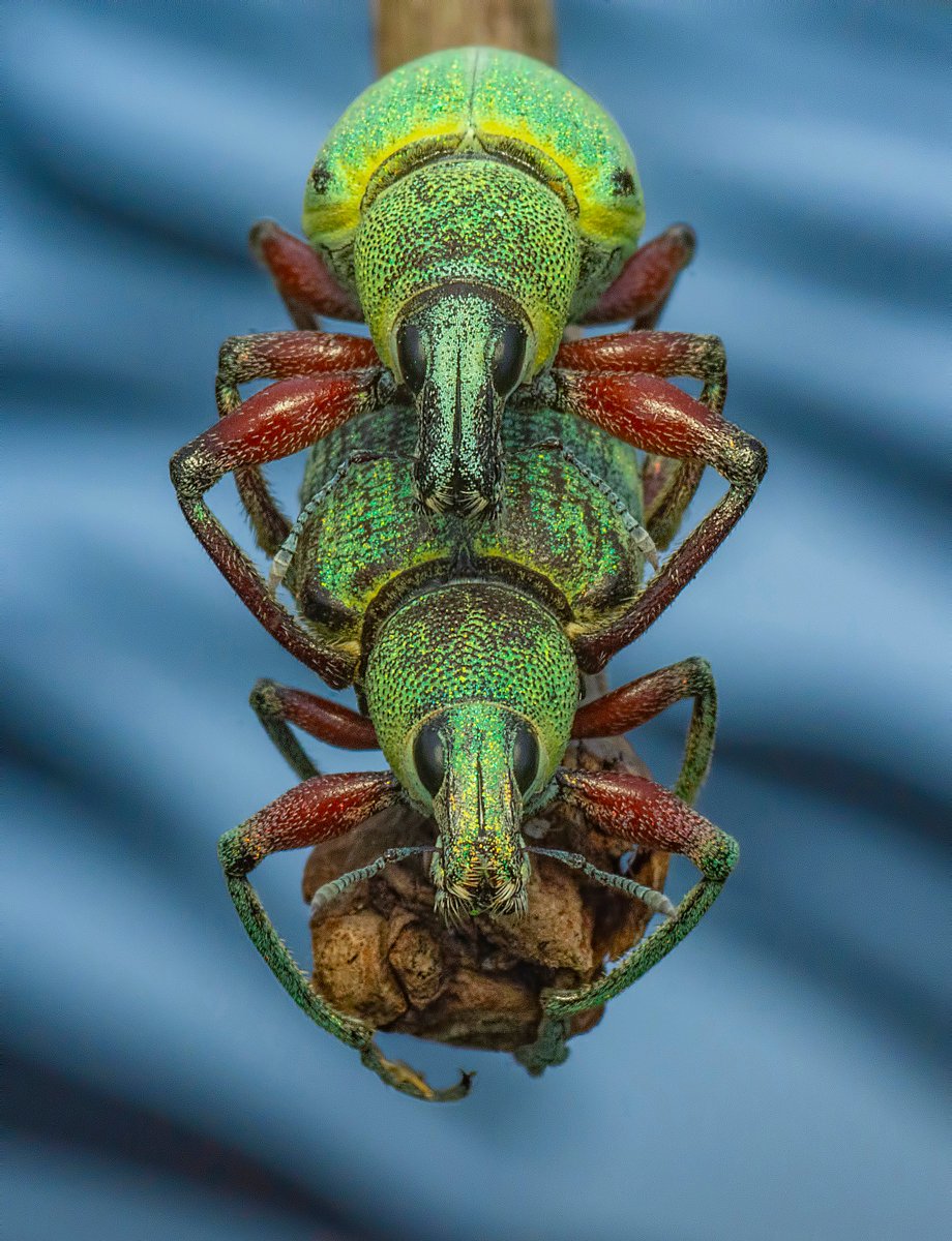 Arijit Mondal tweet media