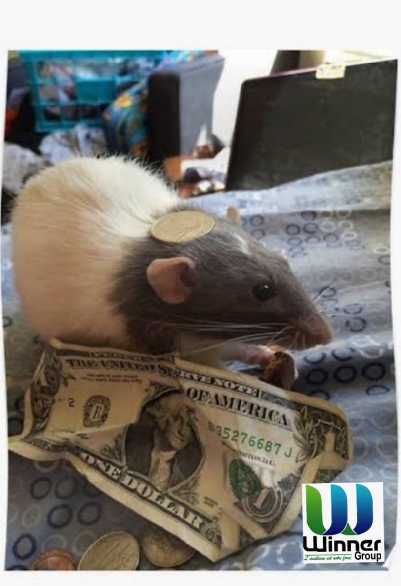 WinnerGroup9's tweet photo. Imaginez que vous avez prévu 100usd pour offrir à Bae et Boum à la veille Puku Alié yango 🤔 Perso: Je contacte directement le service dératisation de winner group au +243892277197 ☎️ pour profiter au max de la saint Valentin

💞🌹💐 HEUREUSE SAINT VALENTIN 🌹💐🌺🌹💞 https://t.co/0T5l9V3xXc