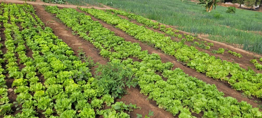 The GAFSp Gambia project aims at in increasing food & nutritional security, household income, and strengthening Home-Grown School Feeding (HGSF) Programme. Women are leading the path towards these objectives.