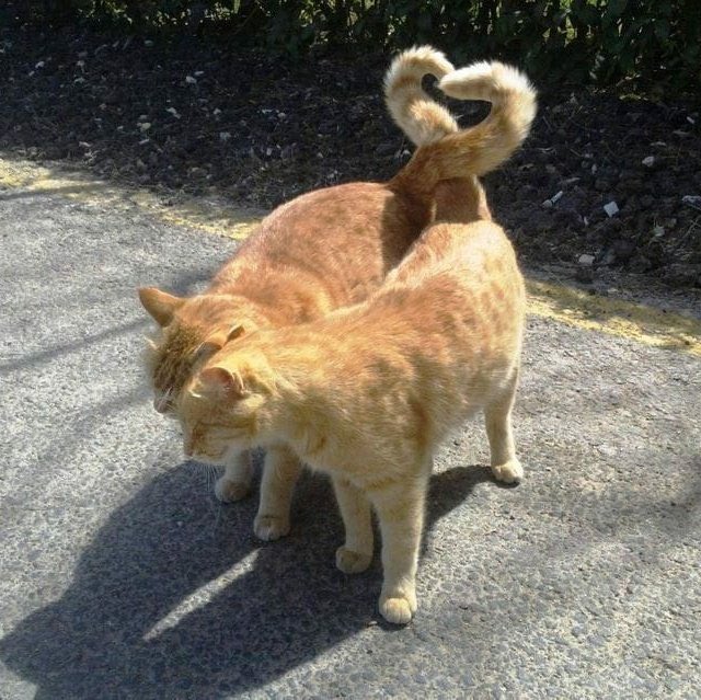 poorlycatdraw's tweet photo. me &amp; you ❤️ https://t.co/e6w9rktAYl
