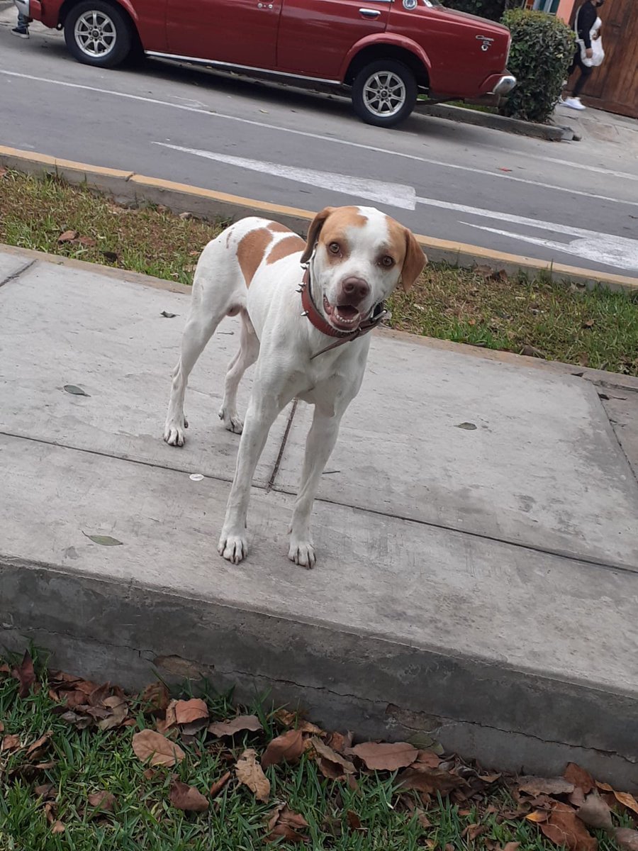 CMachicadoR's tweet photo. #perritoperdido en Pueblo libre. Es machito, lleva correa roja y luce muy delgado. Busquemos a sus dueños @munaype @rescate_sos @patasxpatas @Paola310 @vanessasaba75 https://t.co/o49rj9BLvb
