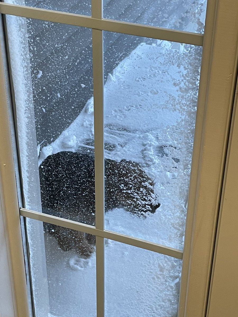 BestKindBetty's tweet photo. Nope. Not doing it. You can’t make me. #snowmageddon2Point0 https://t.co/kdMcRdkOvi