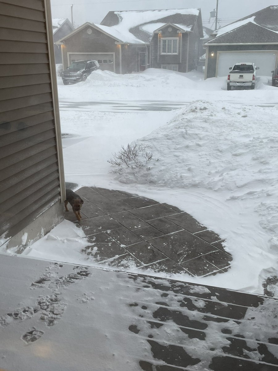 BestKindBetty's tweet photo. Nope. Not doing it. You can’t make me. #snowmageddon2Point0 https://t.co/kdMcRdkOvi