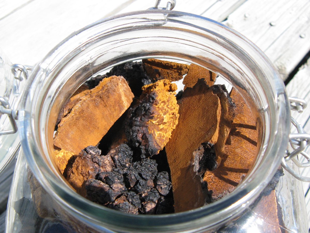 Emotional_Oasis's tweet image. Wild CHAGA Mushroom Dried Chunks for Tea 1 Lb (454g) Fresh Organic from Minnesota tuppu.net/770c647d  #EarthyTea