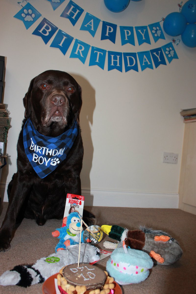 Dad made me pose for birthday pics... I am 10 today! #Dylthedog #ValentinesDay2023 #ValentinesDay #DogsofTwittter