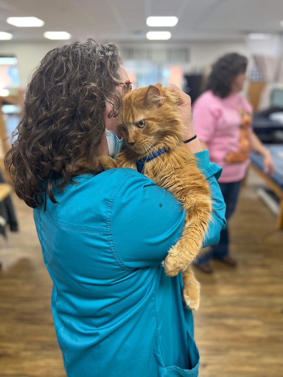 shellybellcats's tweet photo. @NC5_AmyWatson @NikkiDeeRay @NC5_RSchleicher my Maine Coon has start going to the NHC Hendersonville to love on the residents and staff. https://t.co/n6VRWf3Zx1