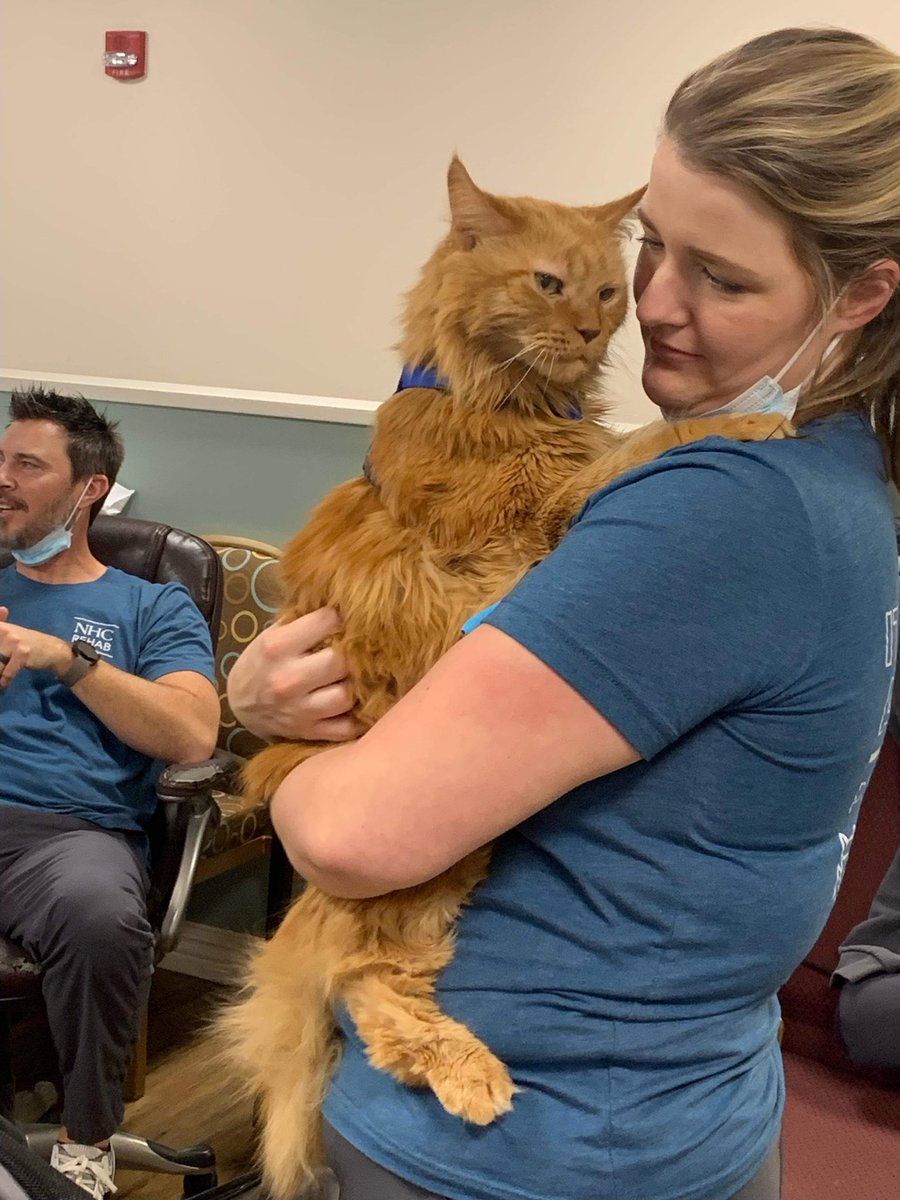 shellybellcats's tweet photo. @NC5_AmyWatson @NikkiDeeRay @NC5_RSchleicher my Maine Coon has start going to the NHC Hendersonville to love on the residents and staff. https://t.co/n6VRWf3Zx1