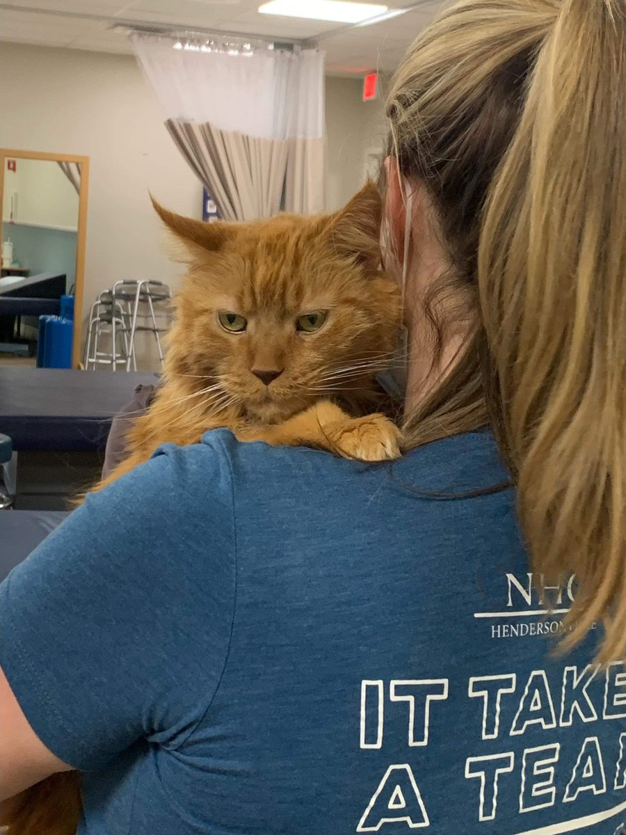 shellybellcats's tweet photo. @NC5_AmyWatson @NikkiDeeRay @NC5_RSchleicher my Maine Coon has start going to the NHC Hendersonville to love on the residents and staff. https://t.co/n6VRWf3Zx1