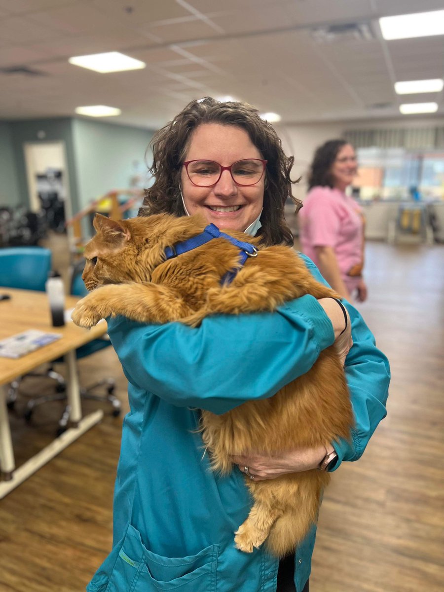 shellybellcats's tweet photo. @NC5_AmyWatson @NikkiDeeRay @NC5_RSchleicher my Maine Coon has start going to the NHC Hendersonville to love on the residents and staff. https://t.co/n6VRWf3Zx1