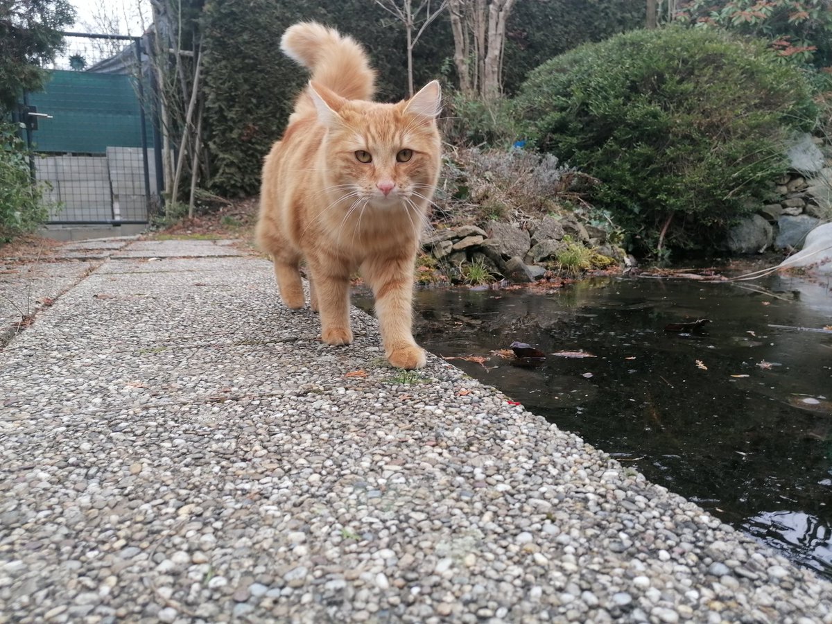 TomderZar's tweet photo. Nachbars Fuchs war auf Besuch und hat sämtliche Mausestellen begutachtet.
Die ersten Schneeglöckchen sind auch schon zu sehen, die Primeln sowieso.
#garten #dailyfleets #garden #kleingarten #gartenlogbuch #wienliebe #vienna #schrebergarten #flowers #blumen #spring #cats https://t.co/473oPyS1jY