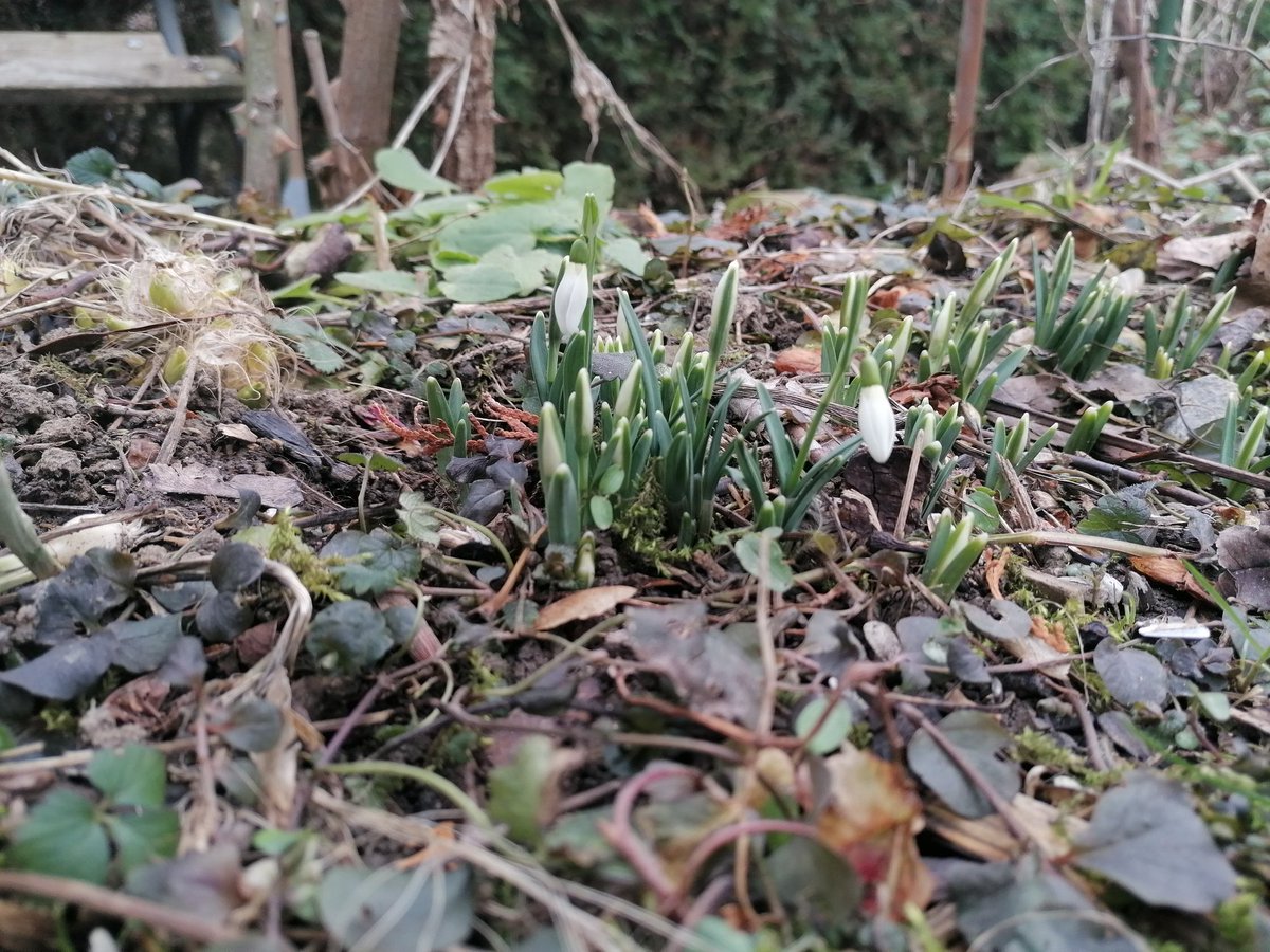 TomderZar's tweet photo. Nachbars Fuchs war auf Besuch und hat sämtliche Mausestellen begutachtet.
Die ersten Schneeglöckchen sind auch schon zu sehen, die Primeln sowieso.
#garten #dailyfleets #garden #kleingarten #gartenlogbuch #wienliebe #vienna #schrebergarten #flowers #blumen #spring #cats https://t.co/473oPyS1jY