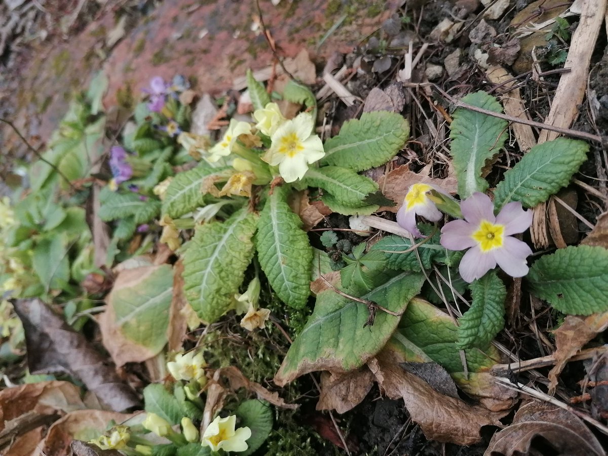 TomderZar's tweet photo. Nachbars Fuchs war auf Besuch und hat sämtliche Mausestellen begutachtet.
Die ersten Schneeglöckchen sind auch schon zu sehen, die Primeln sowieso.
#garten #dailyfleets #garden #kleingarten #gartenlogbuch #wienliebe #vienna #schrebergarten #flowers #blumen #spring #cats https://t.co/473oPyS1jY