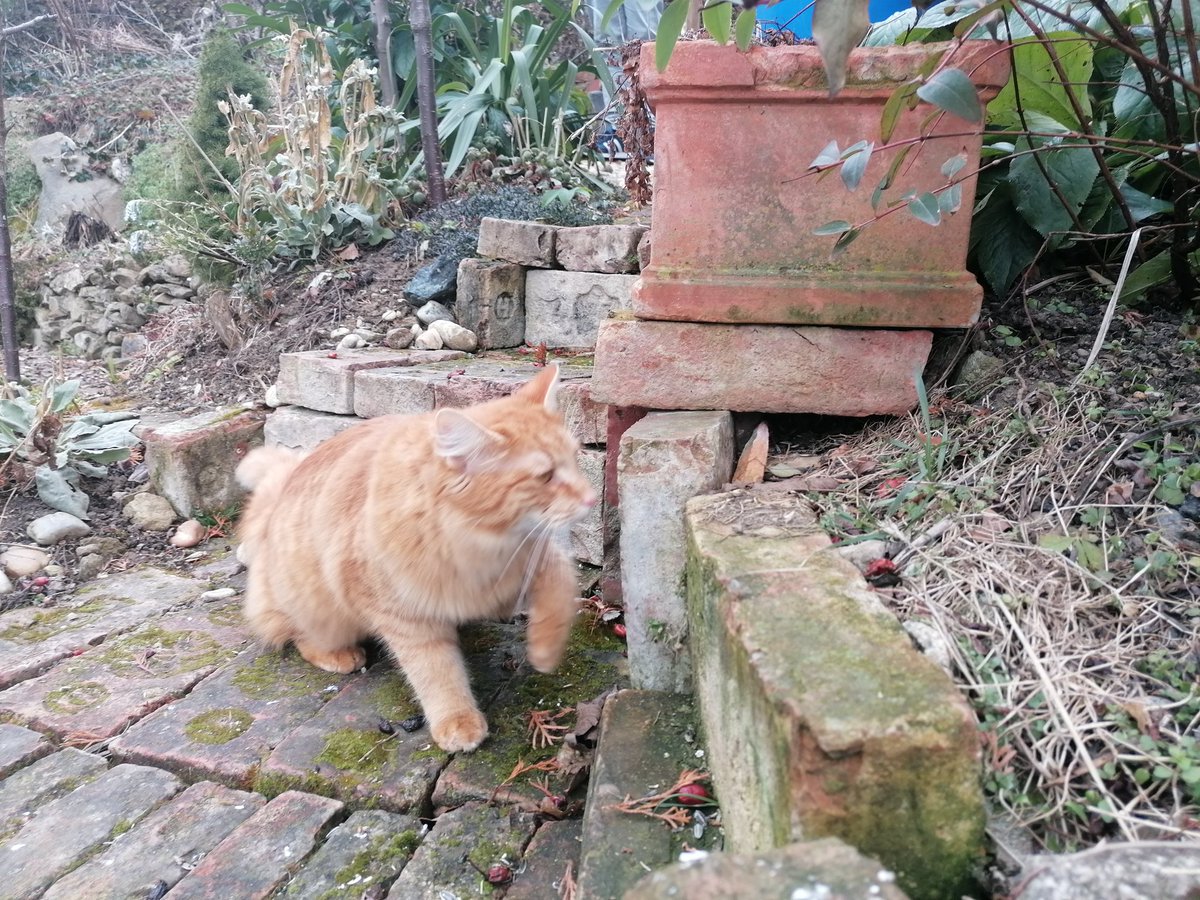 TomderZar's tweet photo. Nachbars Fuchs war auf Besuch und hat sämtliche Mausestellen begutachtet.
Die ersten Schneeglöckchen sind auch schon zu sehen, die Primeln sowieso.
#garten #dailyfleets #garden #kleingarten #gartenlogbuch #wienliebe #vienna #schrebergarten #flowers #blumen #spring #cats https://t.co/473oPyS1jY