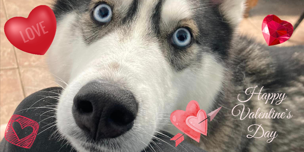 Pawprints Dog Rescue UK On Twitter Roses Are Red My Eyes Are Blue pawprints-dog-rescue-uk-on-twitter-roses-are-red-my-eyes-are-blue