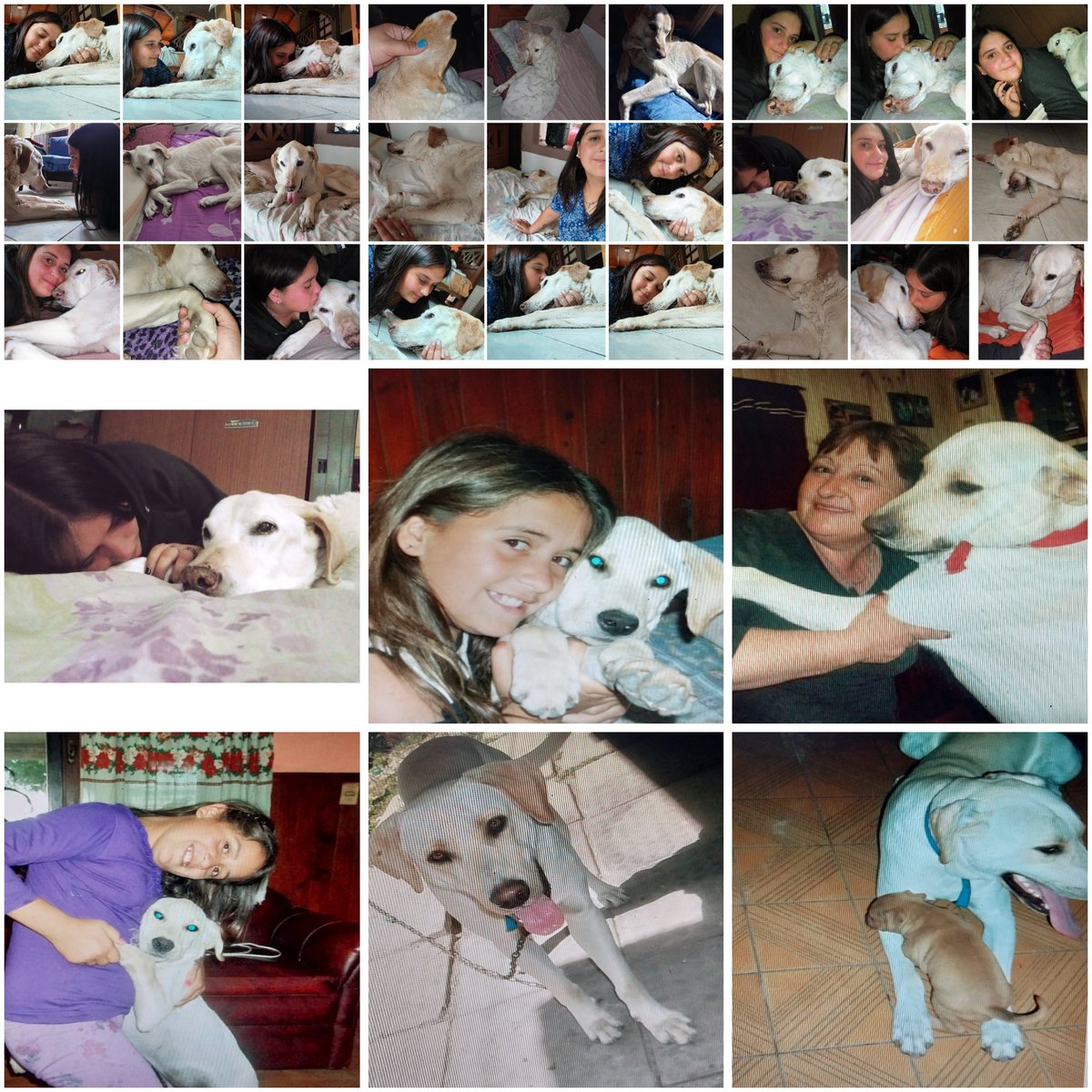 Roosialvarez's tweet photo. Por siempre mi Orion🐾🩵 https://t.co/ELSgxwNHsq
