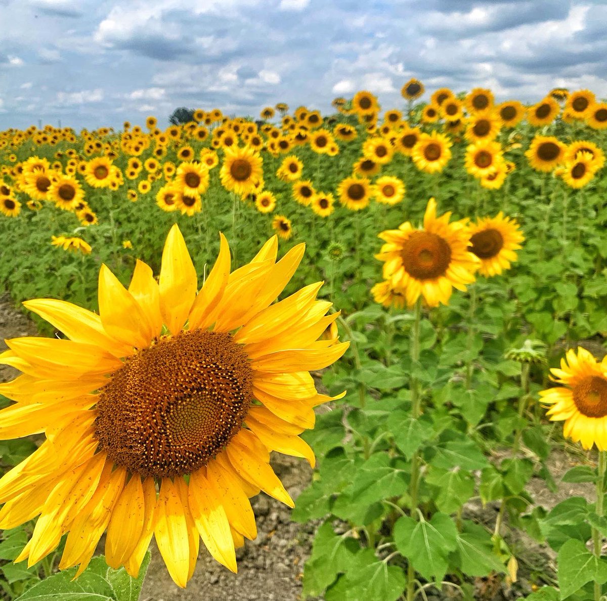 danibelouche's tweet photo. Mi viaje a portuguesa a ver los Girasoles 🌻🌻🌻🌻🌻🌻 https://t.co/yewZVBho7N