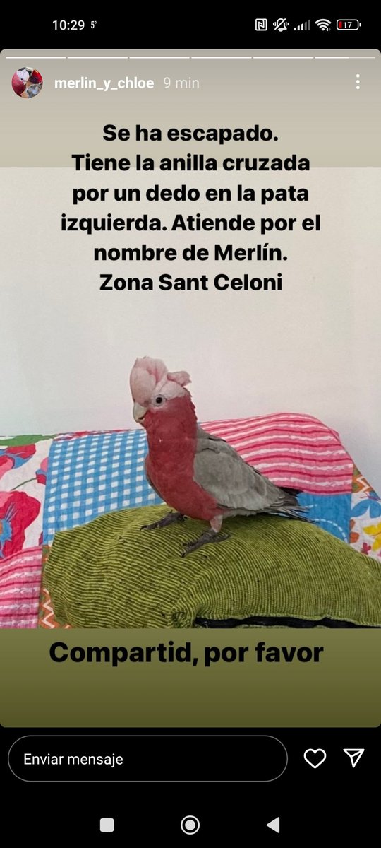 adaacedo1's tweet photo. #Santceloni #montseny #Barcelona #loro https://t.co/Vj8VayaLbY