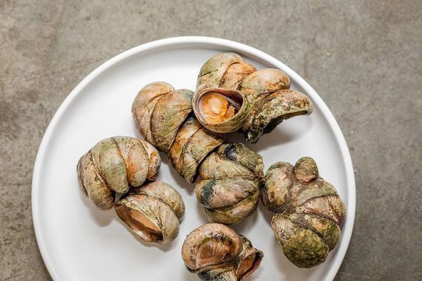 BadgerHoneyRest's tweet photo. Atlantic Slipper Snails
Impression #5 Season of Waters Menu
Atlantic Slipper Snails, House XO glaze, Shad Roe Bottarga, black trumpet mousse, milk bread
Crepidula fornicata - limpets #wildtotable #wildfoodlove #stewardship #shadroe #atlanticslippersnail #waterprotectors https://t.co/G79oG17Uwm