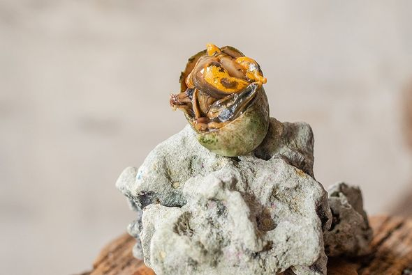 BadgerHoneyRest's tweet photo. Atlantic Slipper Snails
Impression #5 Season of Waters Menu
Atlantic Slipper Snails, House XO glaze, Shad Roe Bottarga, black trumpet mousse, milk bread
Crepidula fornicata - limpets #wildtotable #wildfoodlove #stewardship #shadroe #atlanticslippersnail #waterprotectors https://t.co/G79oG17Uwm