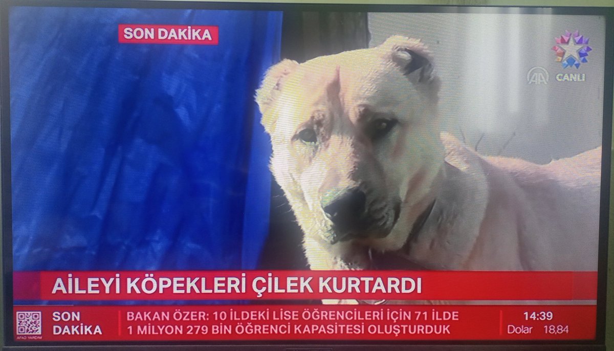 ugurbasyigit's tweet photo. Eğitimsiz sıradan bir köpek, ailesini kurtarmış. Eğitimsiz sıradan bir köpek, ailesini kurtarmış. Eğitimsiz sıradan bir köpek, ailesini kurtarmış. Eğitimsiz sıradan bir köpek, ailesini kurtarmış. Eğitimsiz sıradan bir köpek, ailesini kurtarmış. Eğitimsiz sıradan bir köpek, ailesi https://t.co/3zYKIqOkQb