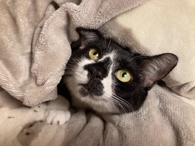 オフトゥン遺跡から出土したかわいいねこ 