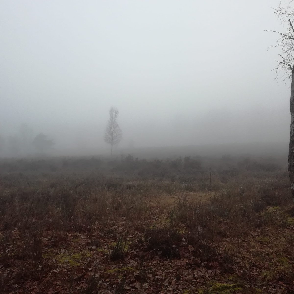 mitchcolin's tweet photo. There’s a great #running route out there somewhere only it was hidden a bit this morning! @racecheck #visorclub Let’s hooe it’s a bit clearer for the weekend’s race… https://t.co/QB1KWZfEaX