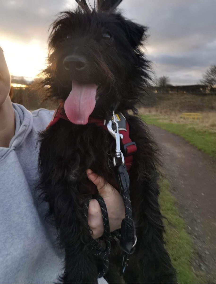 A few days ago my friend alerted me to a lady complaining that the vet refused to put her healthy dog to sleep because he was yappy and she hated him 
I had no space but a few messages later and he was safe on his way to my friends rescue in Durham. 
Such a lovely boy. Tyson ❤️