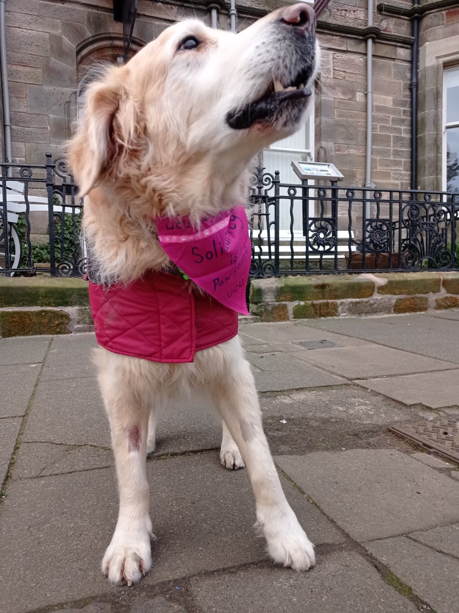 Lovely to meet Yates from @ucuedinburgh in St Andrews this morning. He agrees that solidarity is pawsome!🐾🐾 #ucuRISING #UCUstrike #dogsonpicketlines @ucustandrews