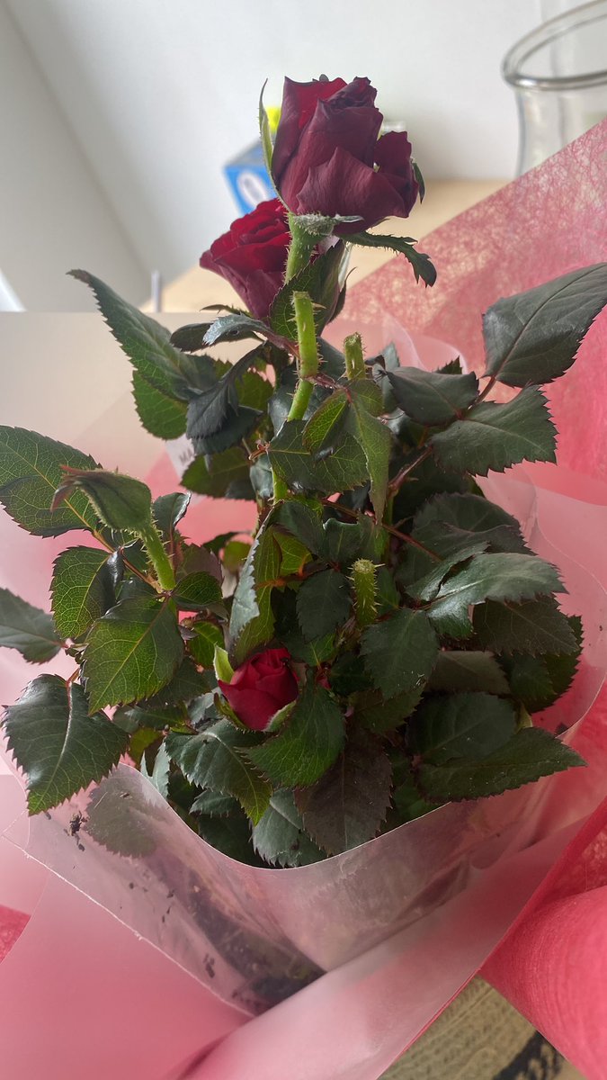 RachyBish's tweet photo. @InterfloraUK I mean….🤦🏻‍♀️ there are 3 rose heads missing!! You should be ashamed of yourself for even letting this rose plant be dispatched! https://t.co/m7qWfzko39