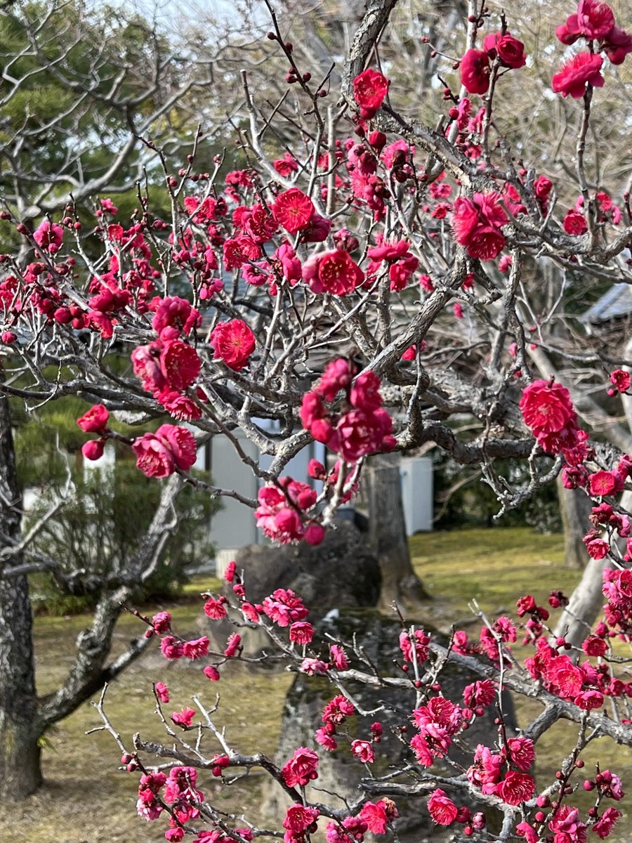 keikokyoto's tweet photo. @russellthevoice & @sainlouise1
Happy Valentine’s Day ❗️
Plum trees are blossoming now in Japan. #chocoful day. Love 💕 Keiko & Hiro xx https://t.co/Y3hUYvYTQ8
