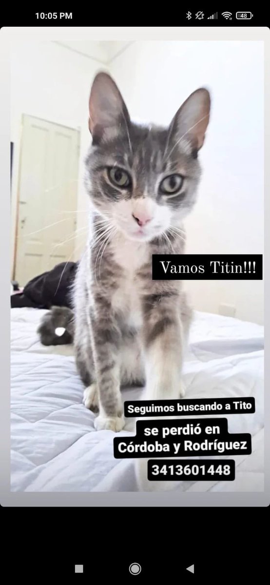 fontijm's tweet photo. Se perdió Tito, sean amorosos y rt😸🫶🏻 https://t.co/MaALUV0Q48