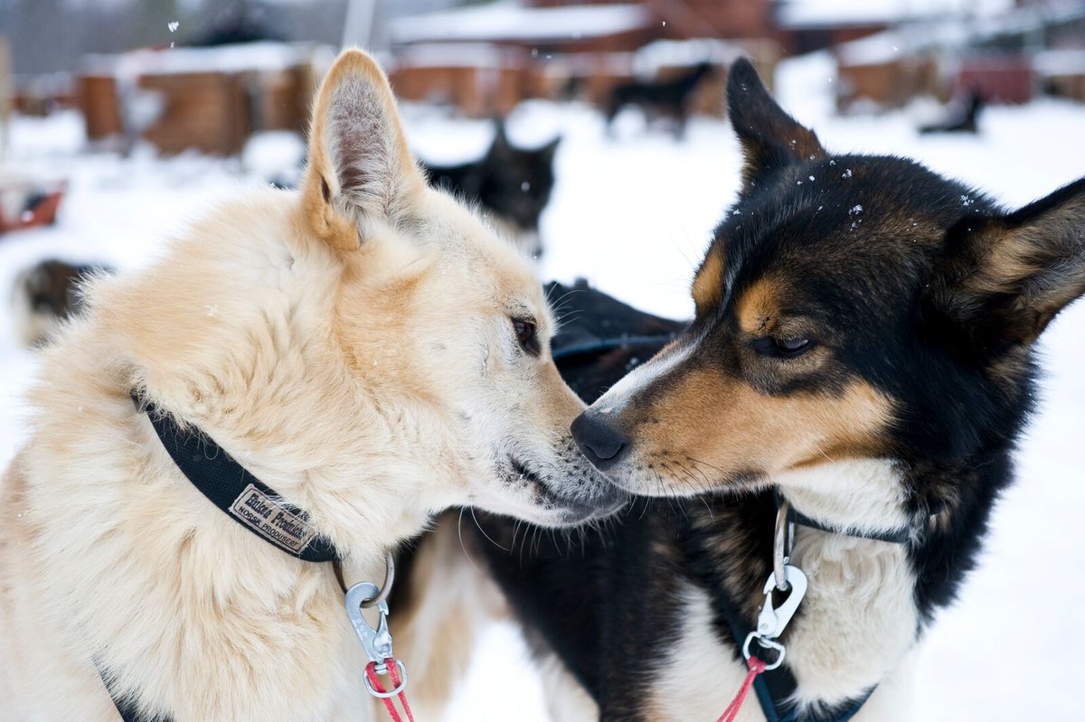 Love is all you need  ❤️ Happy Valentine's!
📷 Terje Rakke /Nordic Life 
 #norway #visitnorway #valentines