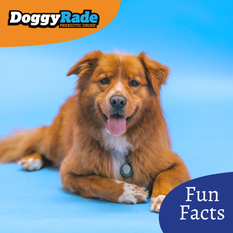 DoggyRade's tweet photo. Did You Know? Dogs can be left or right-pawed 🐕 You can find out which by giving them their favourite toy and seeing which paw they use! https://t.co/2qHwMKMf8L