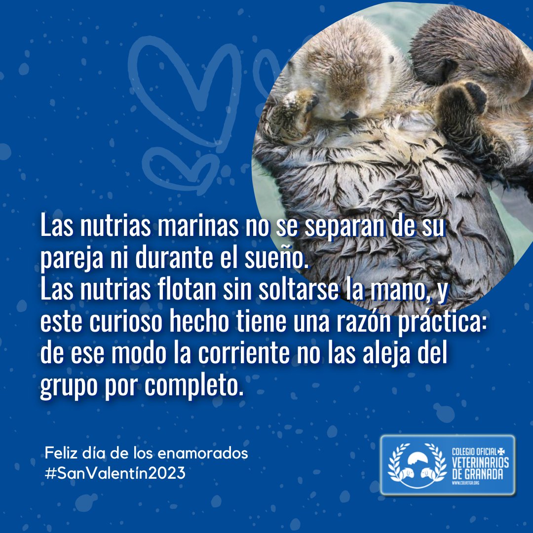 VeterinariosGRX's tweet photo. Sólo un 5% de las especies animales son monógamas. la monogamia es un sistema de apareamiento en el que sólo existe una pareja durante un periodo indefinido.
#SanValentín #SanValentín2023 #Colvet #veterinariosGranada https://t.co/FrI1vV7jTm